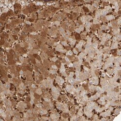 MSP/MST1 Antibody, Novus Biologicals 25 &mu;L; Unlabeled:Antibodies, Polyclonal